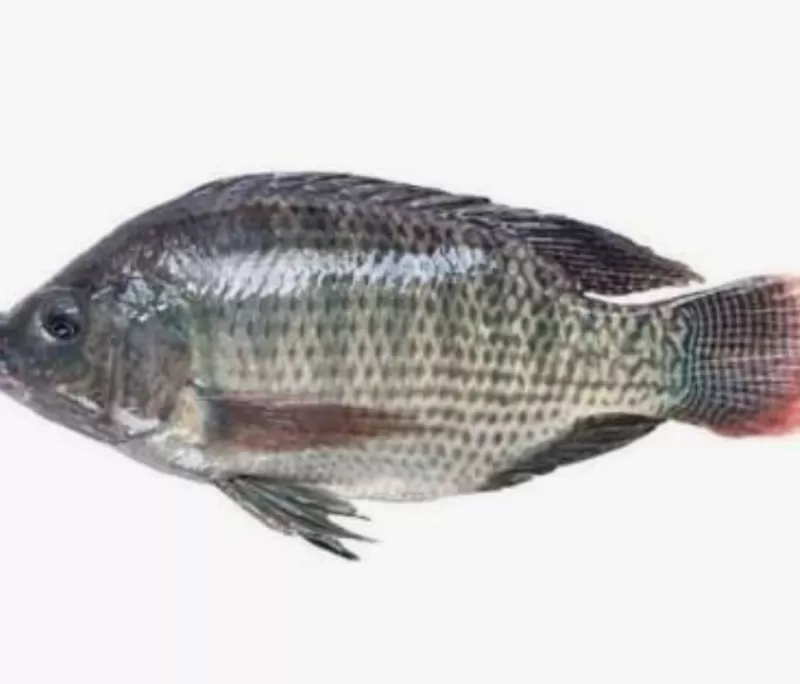Ikan Mujaer 1 kg